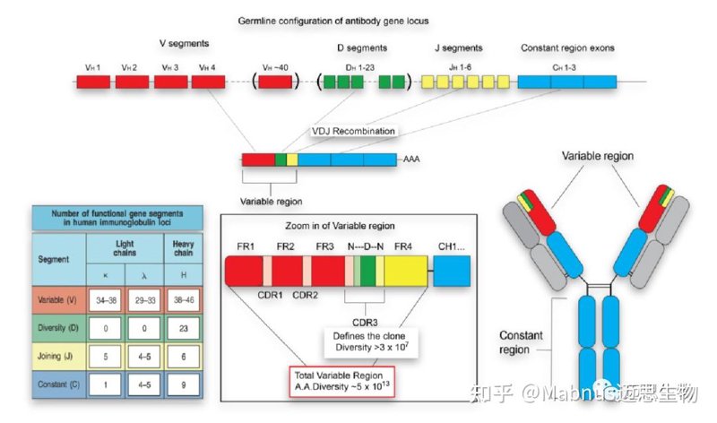 生物技术研发中的豆粕替代品:探索未来趋势